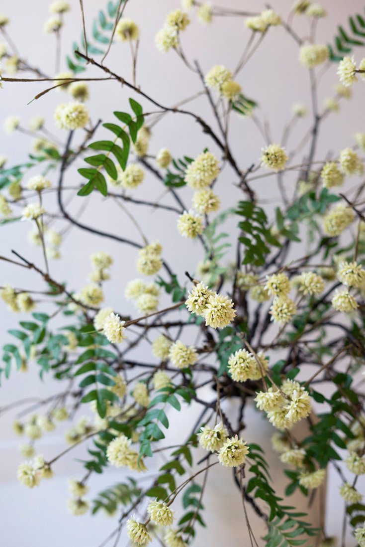 Botanicals