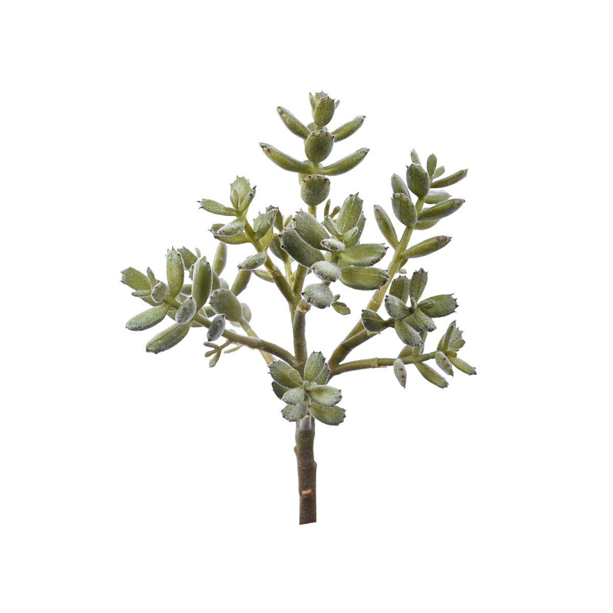 14.96" Succulent