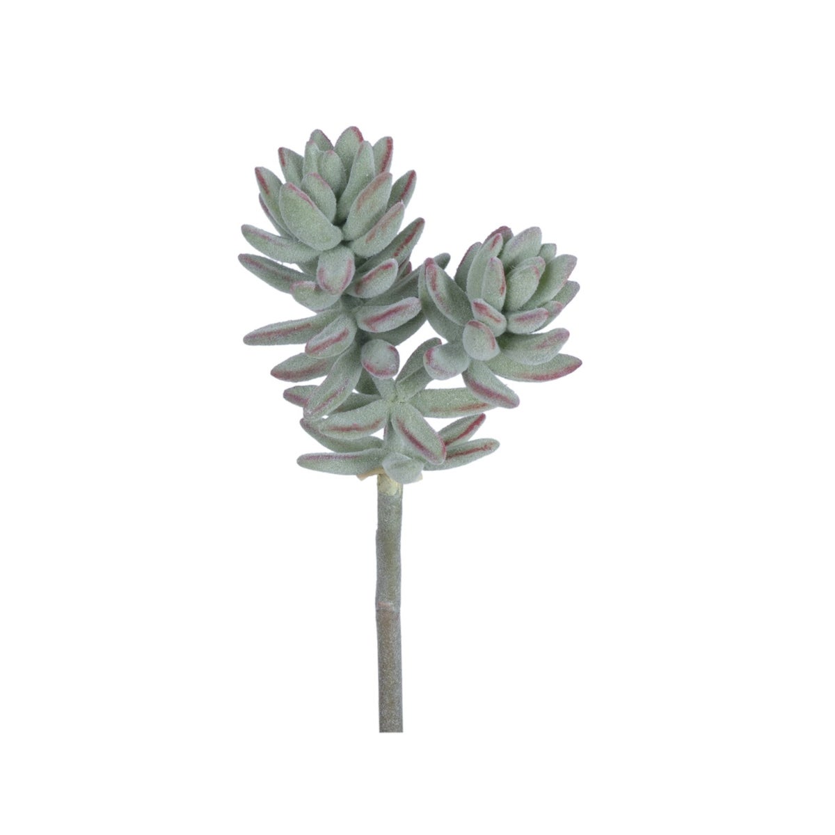 10" Sedum Pachyphylum