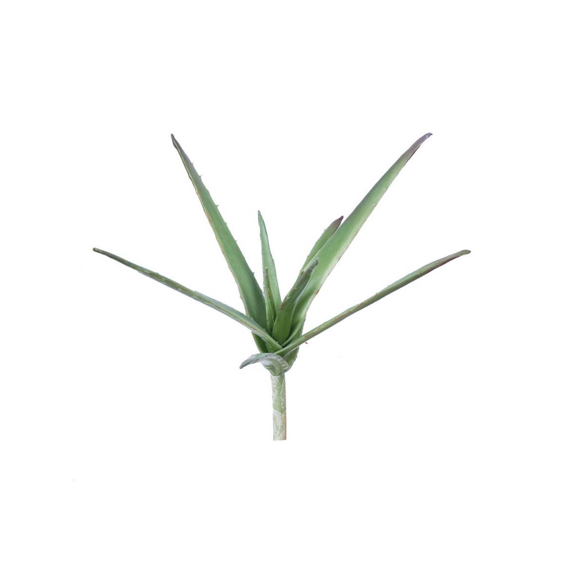 17" Aloe Vera